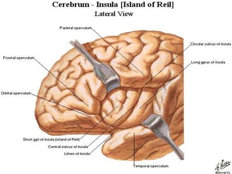 Image result for parts of lateral sulcus | Topography, Island, Anatomy and physiology