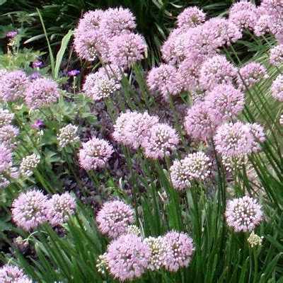 Photo #68509 | Allium 'Summer Beauty' | plant lust