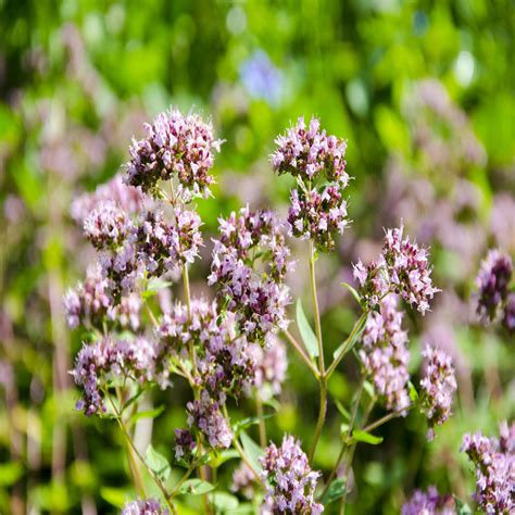 Wild Marjoram Wildflower Seed - Our Wildflower Ranges | Green-tech