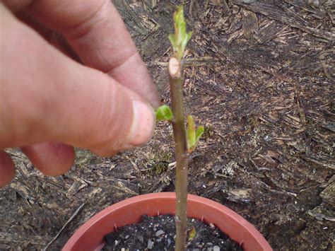 Green Phoenix Urban Food Garden: Grafting an apple rootstock in 8 easy steps