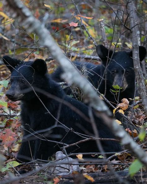 Shenandoah National Park Wildlife Viewing | The National Parks Experience