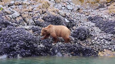 Wildlife of the Inside Passage | Alaska wildlife, Wildlife, Dream cruise