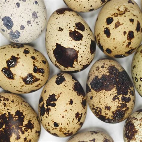 Quail Eggs (Itlog ng Pugo) - Recipes by Nora