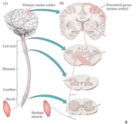 Upper Vs Lower Motor Neuron | Webmotor.org