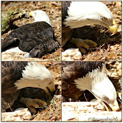 Grandparents & Grandchildren: Bald Eagle Nesting in Captivity