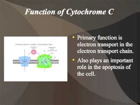 Cytochrome C, The Middle Child of the Electron Transport Chain - YouTube