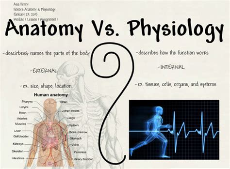 CHS Anatomy (Unit 1- Intro. to the Human Body) Flashcards | Quizlet