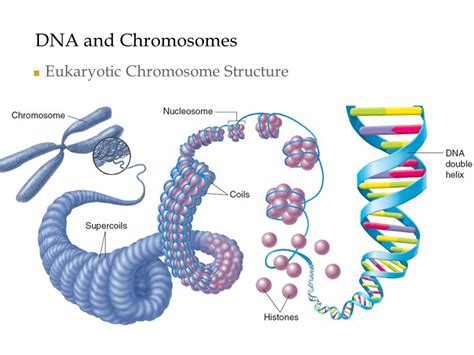 Chromosome Structure Labeled