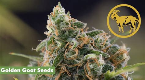 Where to Buy the Best Golden Goat Seeds Online - 10Buds