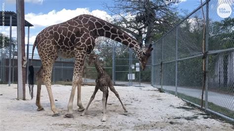 Baby giraffe wobbles through first steps minutes after being born