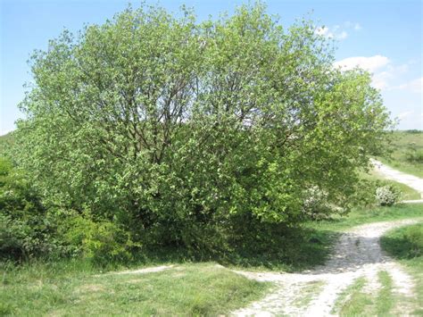 Willows - Tree Guide UK - Willow trees identification