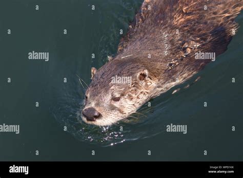 North American River Otter swimming Stock Photo - Alamy