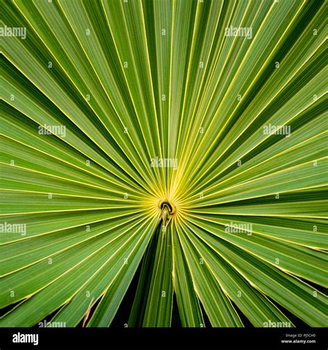 Palmetto Leaf Stock Photo - Alamy