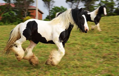 SimplyDANNYBOY#iriscobstallion#allevamentocabiancadellabbadessa# | Animali