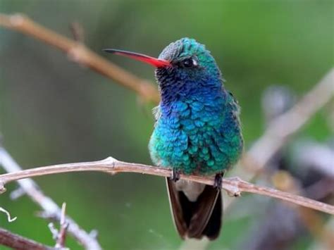 Blue Green Hummingbird