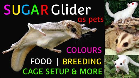 SUGAR GLIDER / BREEDING / FOODS / CAGE SETUP / Pets At - YouTube