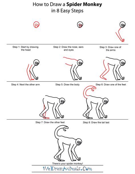 How to Draw a Spider Monkey