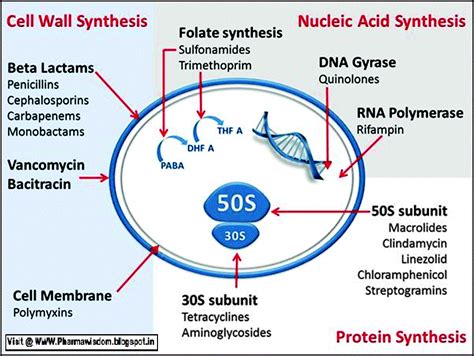 PHARMA WISDOM: Mechanism of Action of Chemotherapeutic drugs