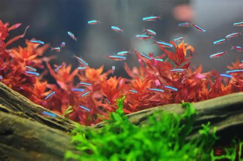 Tips and Advice on Growing Plants in Aquariums - What You Need to Know