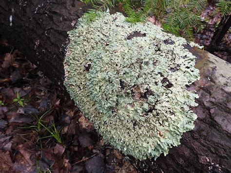 natural connections: Looking for Lichens