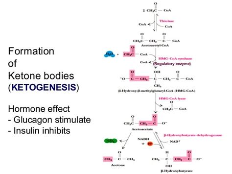 Metabolism of ketone bodies