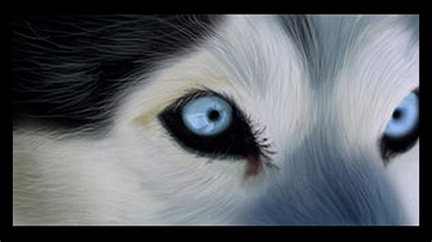 Online crop | HD wallpaper: husky backgrounds for widescreen, eye ...