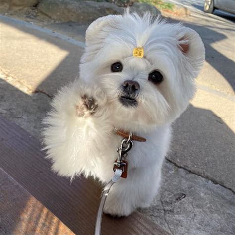 Maltipom | Cutest Maltese Pomeranian Mix Dogs | Puppies Club