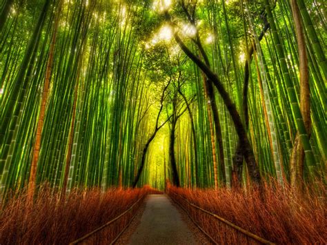 wallpaper: Bamboo Forest Wallpapers