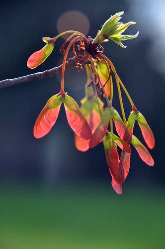 Maple Tree Seeds | Julie Falk | Flickr