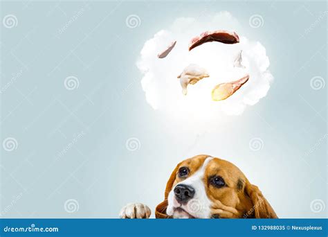 Funny Dreaming Dog. Mixed Media Stock Image - Image of cute, friend: 132988035