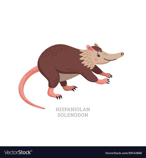 Rare animals collection hispaniolan solenodon Vector Image