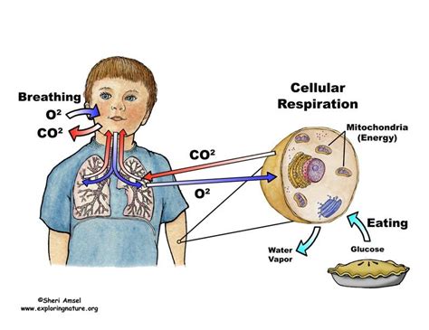 Learn more about Cellular Respiration on Exploringnature.org | Cellular respiration, Biology ...