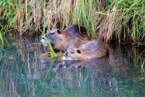 Nutria Eradication Will Require Sustained Efforts