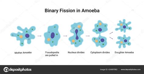 Binary Fission Amoeba Vector Educational Illustration Reproduction ...