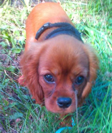 Cavalier King Charles Spaniel 6