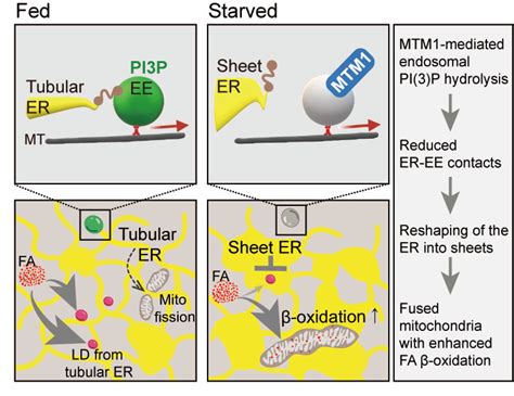 Starvation causes cell remodelling