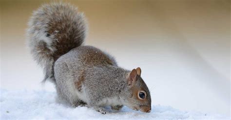 Do Squirrels Migrate or Hibernate? | Arrow Exterminating