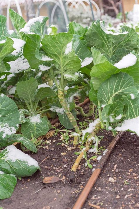 "Winter Gardening" Our Favorite Vegetables To Plant During Winter ...