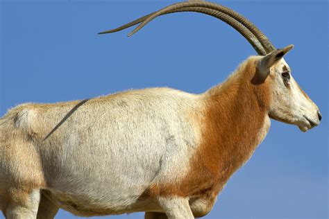 Oryx | San Diego Zoo Animals & Plants