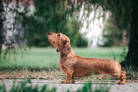 How to Teach Your Dog to Stand on Cue – American Kennel Club