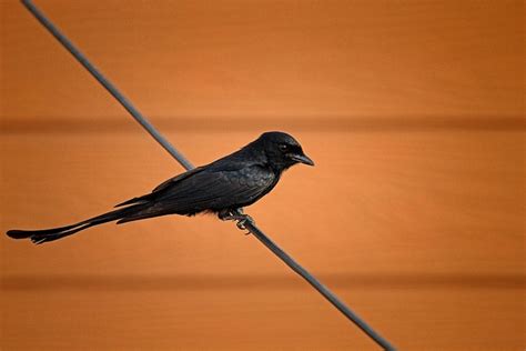 Black Drongo Bird - Free photo on Pixabay - Pixabay