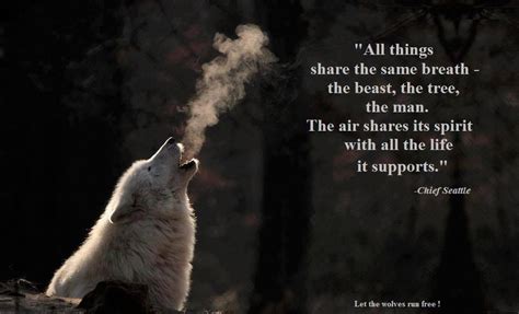 Let the Wolves run Free | Wolf quotes, Spirit quotes, Wolf spirit