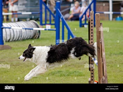 Dog agility competition Stock Photo - Alamy