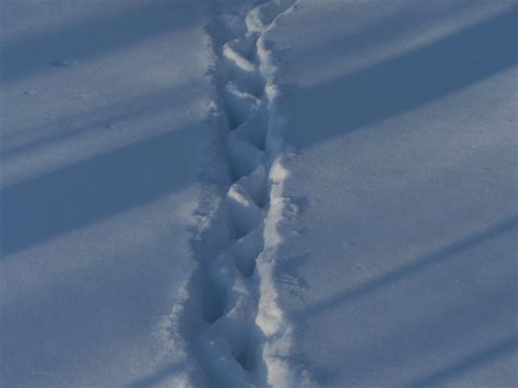 Cat Tracks in Deep Snow CU - Lost Pet Research and Recovery