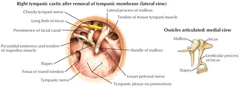 Ear Drum Anatomy, Causes, Diagnosis & Treatment for Busted Ear Drum