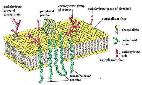 Biochemistry: Membrane Proteins