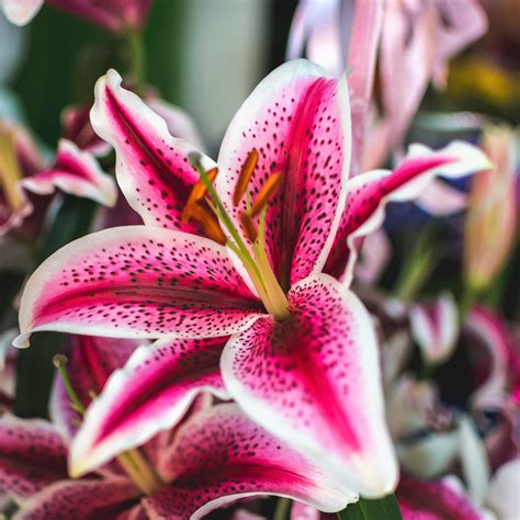 Lily, Oriental Stargazer – Easy To Grow Bulbs