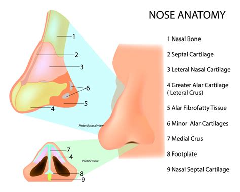 Nose Cartilage Diagram