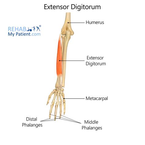 Extensor Digitorum | Rehab My Patient