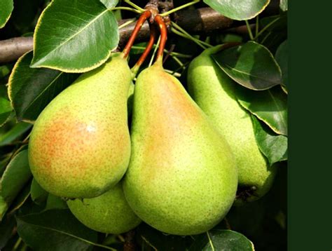 Pear Farming | Pear Information Guide